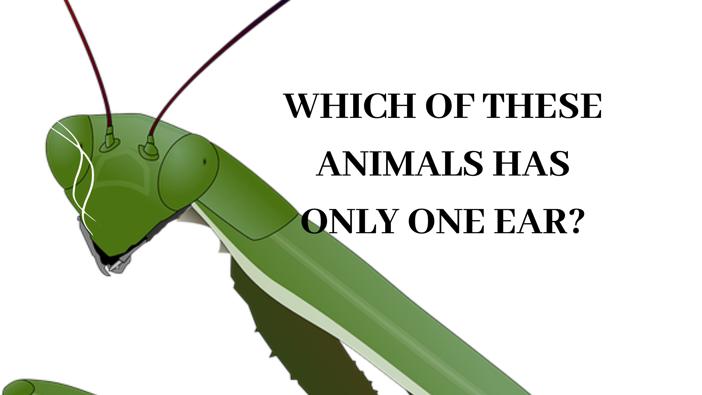 Which of these animals has only one ear?