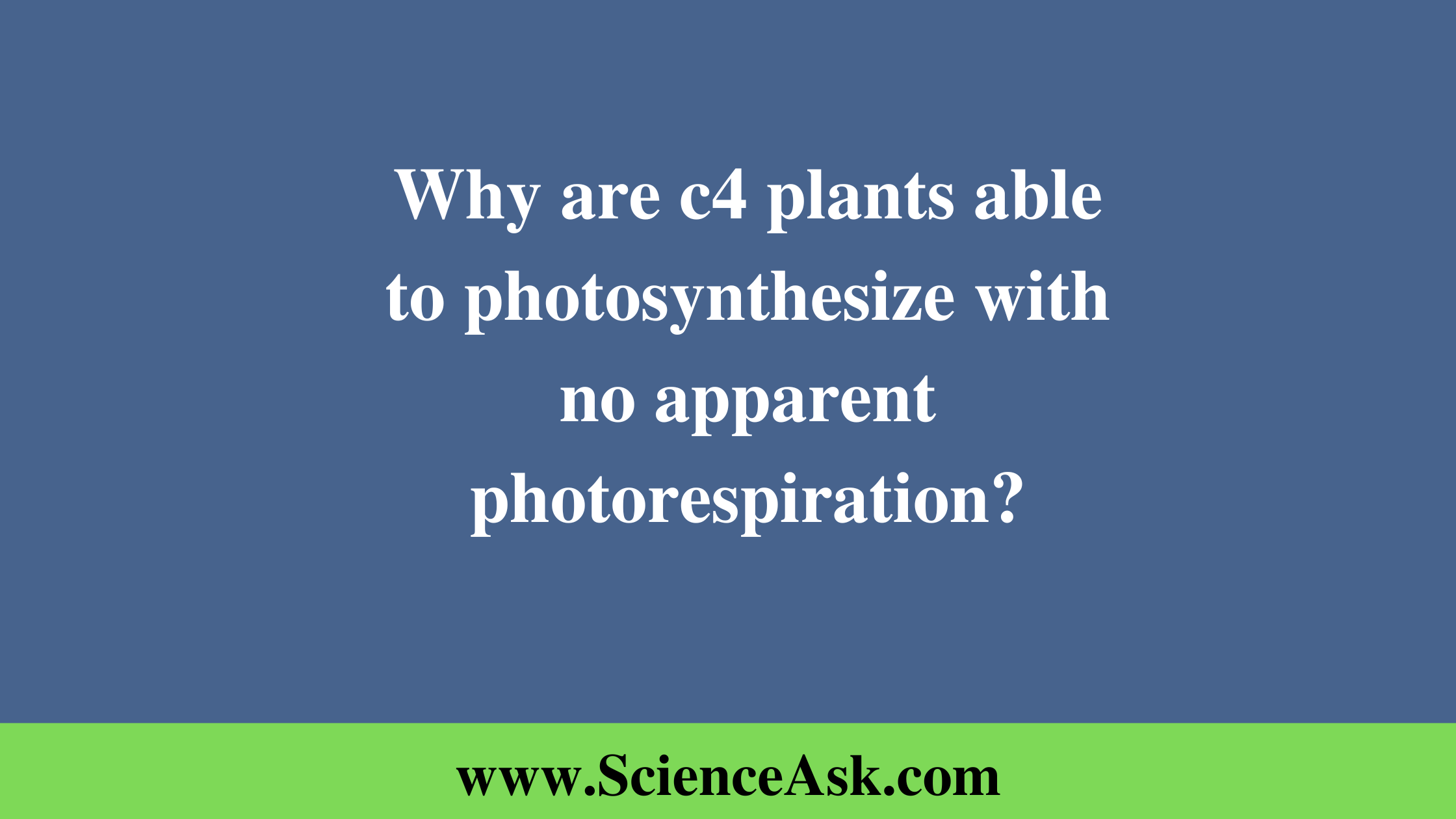 Why are c4 plants able to photosynthesize with no apparent photorespiration?
